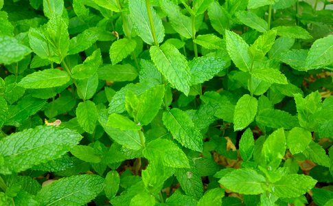 Leaves herbs aroma