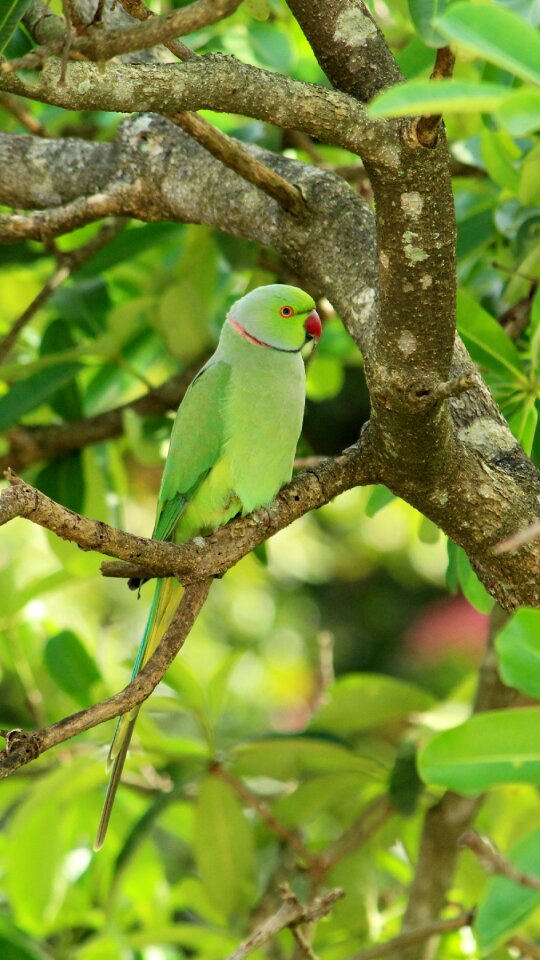 Exotic plumage colorful