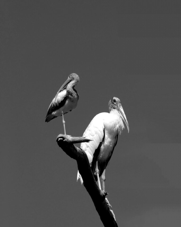 Wildlife florida usa