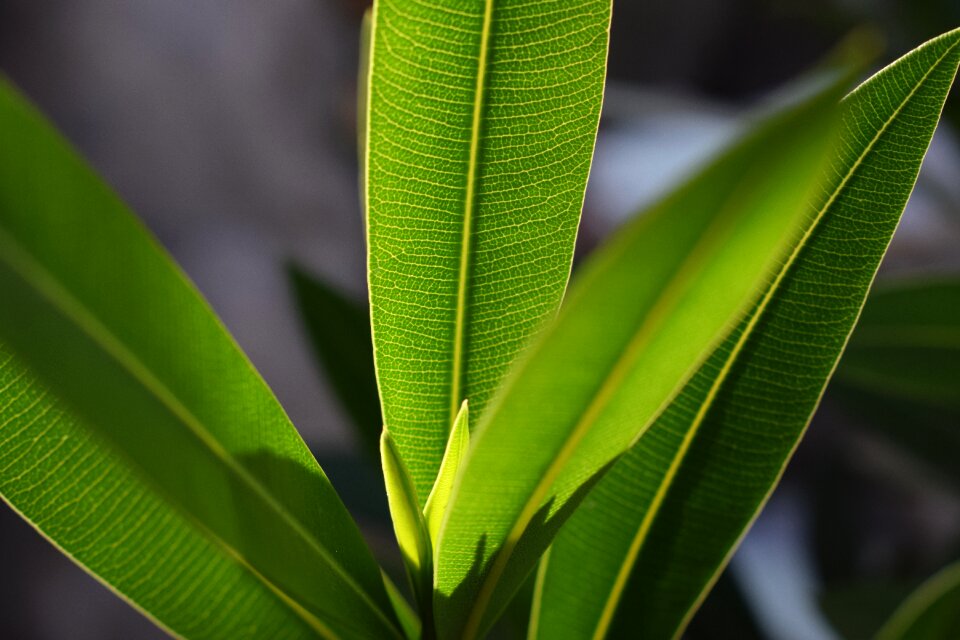 Leaf veins leaves new drive