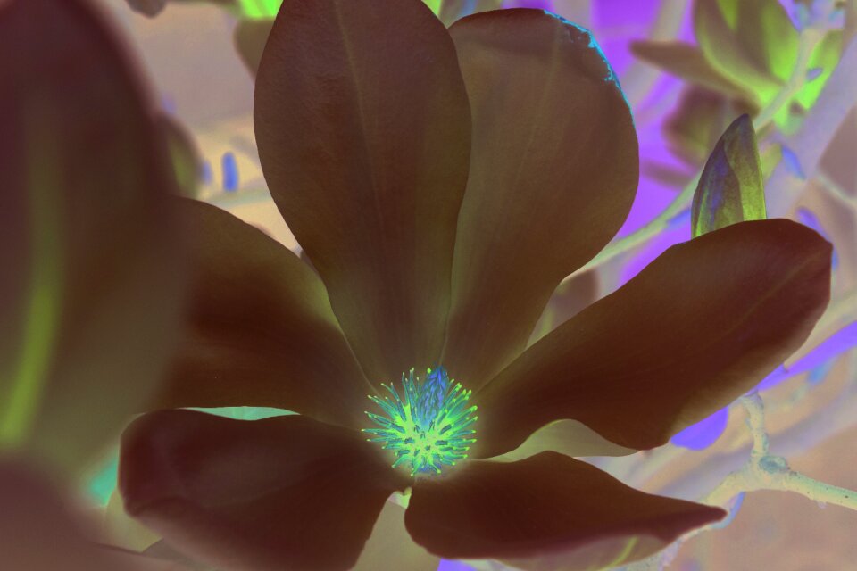 Close up tender flowers