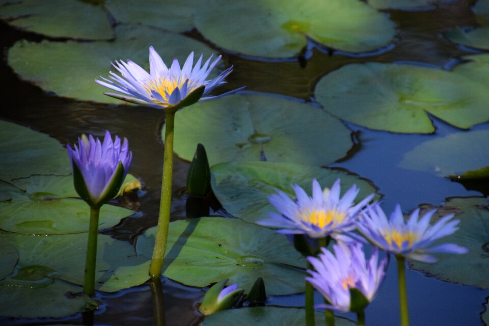 Bloom garden aquatic garden