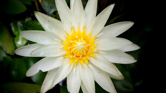 Lotus flowers aquatic symmetry