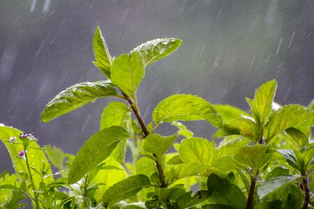 Green raindrop drip photo