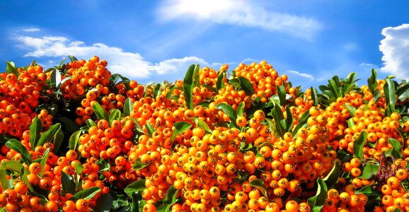 Fruits rowanberries firethorn