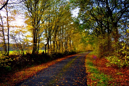 Road trees incidence of light
