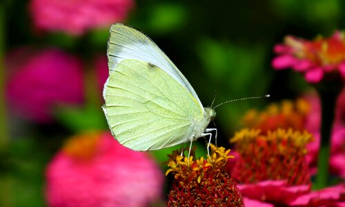 Flower nature wings photo