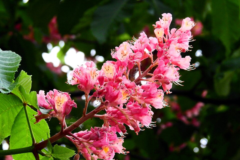 Nature spring flower chestnut