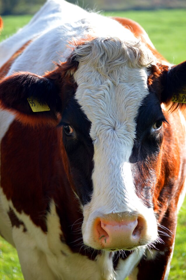 Head ruminant agriculture