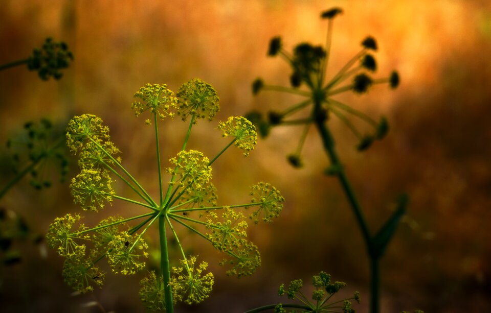 Nature leaf flower