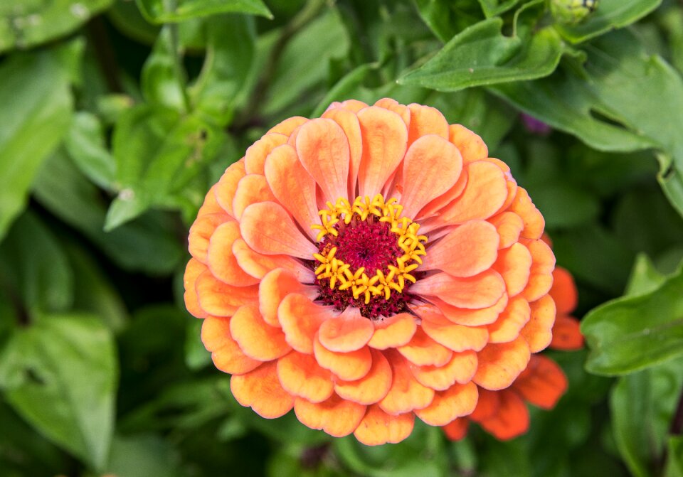 Plant orange summer