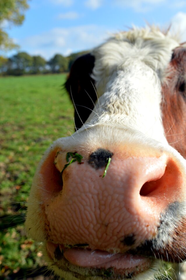 Close up snout ruminant