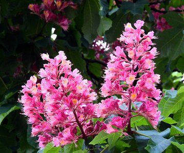 Beauty nature spring