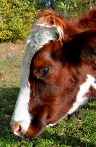 Head close up ruminant
