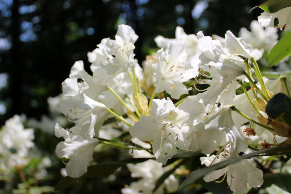 Spring garden nature