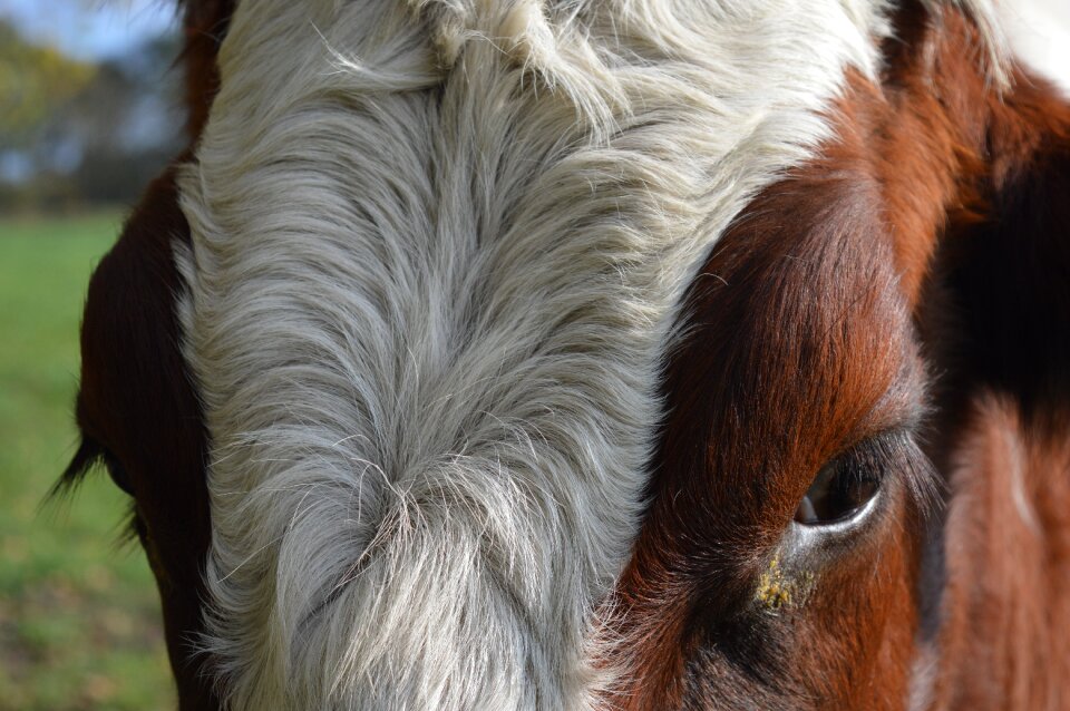 Eyes close up ruminant