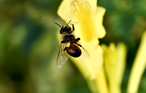 Pollination pollen wings