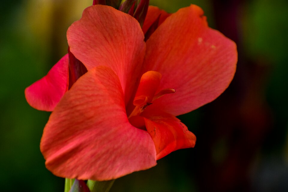 Achira garden exotic