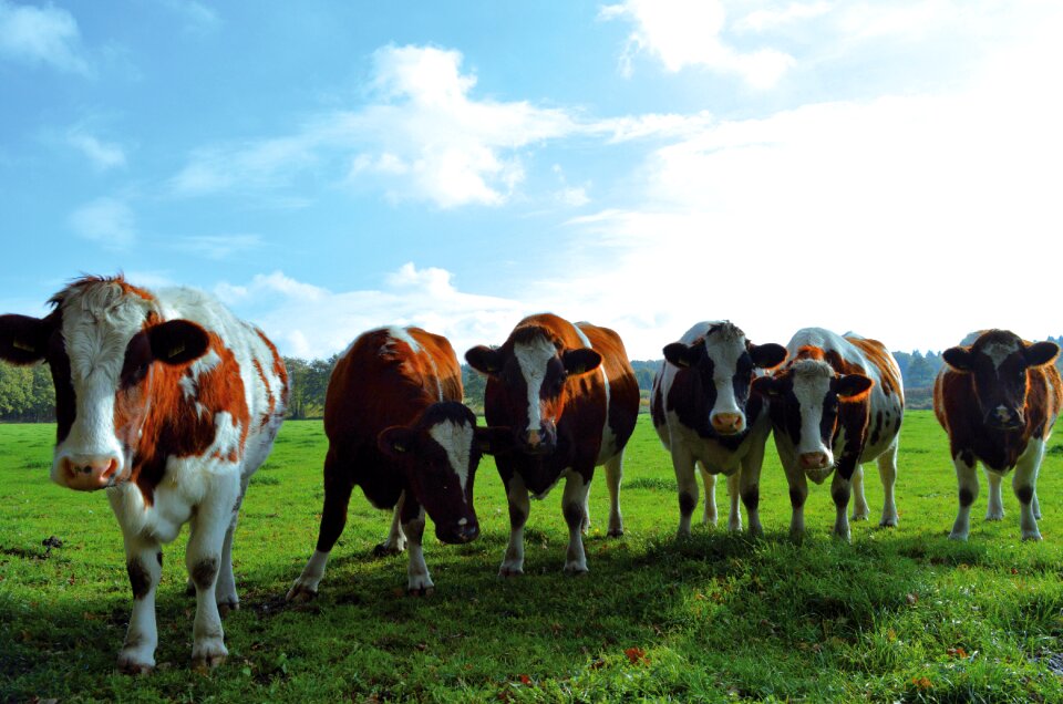 Curious sky agriculture
