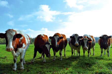 Curious sky agriculture