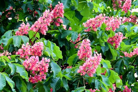 Spring nature flowering