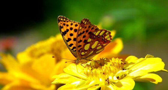 Flower macro wings