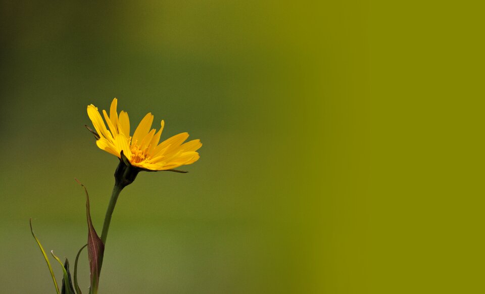 Blossom bloom nature