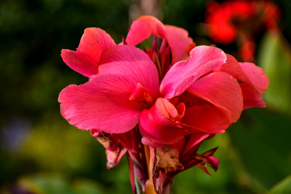 Achira garden exotic
