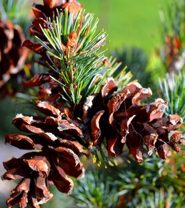 Pine cones close up conifer photo
