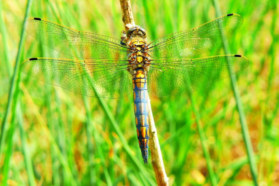 Dragonflies różnoskrzydłe nature at the court of