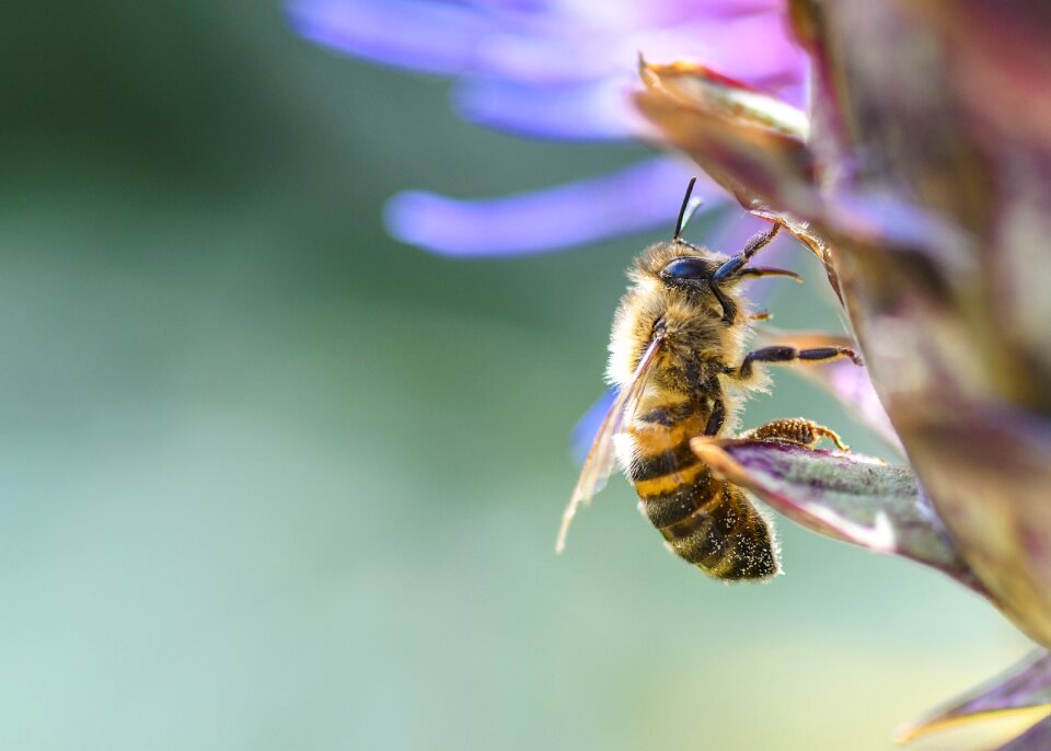 Insect forage macro