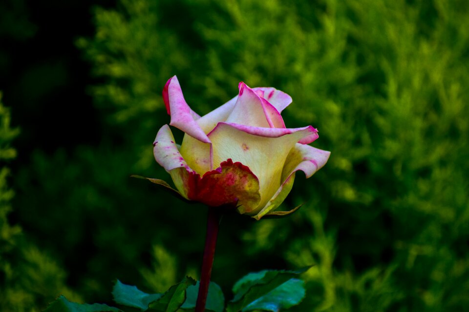 Bella romantic garden