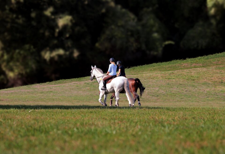 Horses leisure park