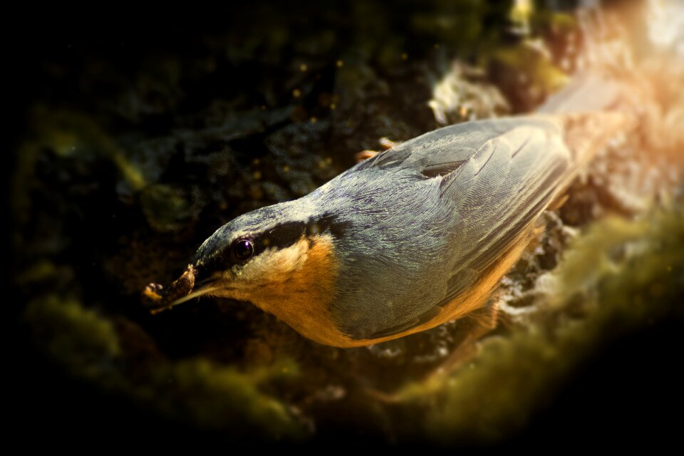 Passeri sittidae sitta