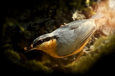 Passeri sittidae sitta