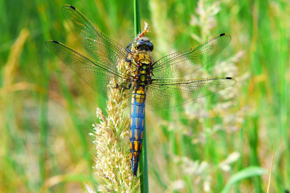 Dragonflies różnoskrzydłe nature at the court of