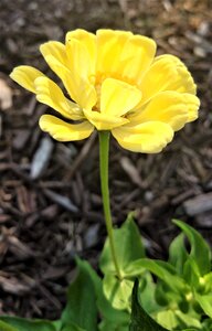 Nature flowers bloom photo