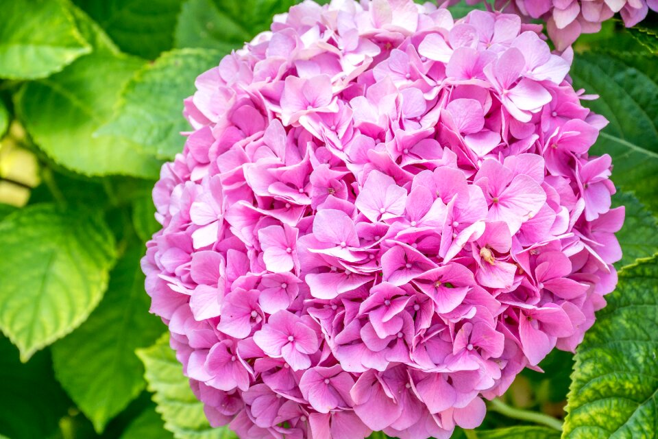 Close up garden bloom