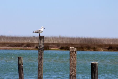 Sea sky seagull