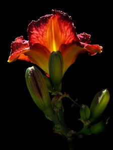 Blossom bloom shining