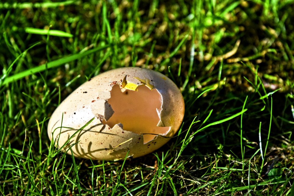 Empty shell hatched ground