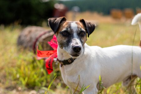 Russell terrier pet photo
