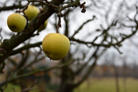 Tree fruit garden