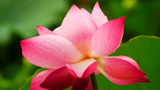 Garden leaf petal photo