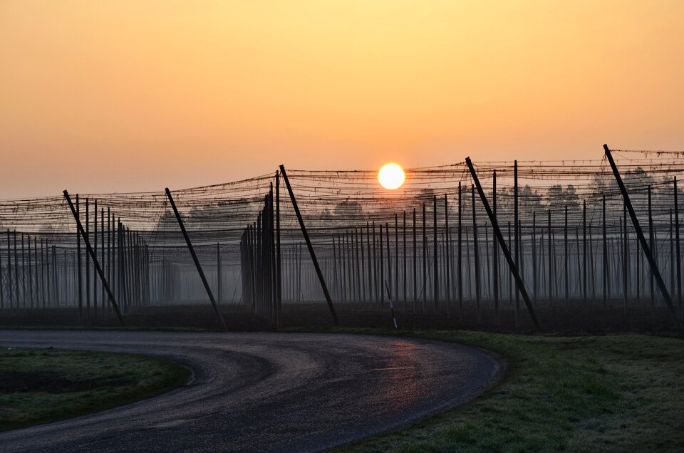 Chmelnice sunrise hop field