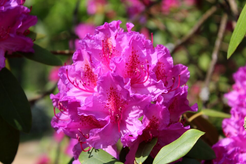 Delicate flower garden pink