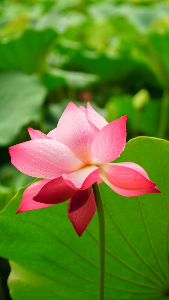 Garden leaf petal