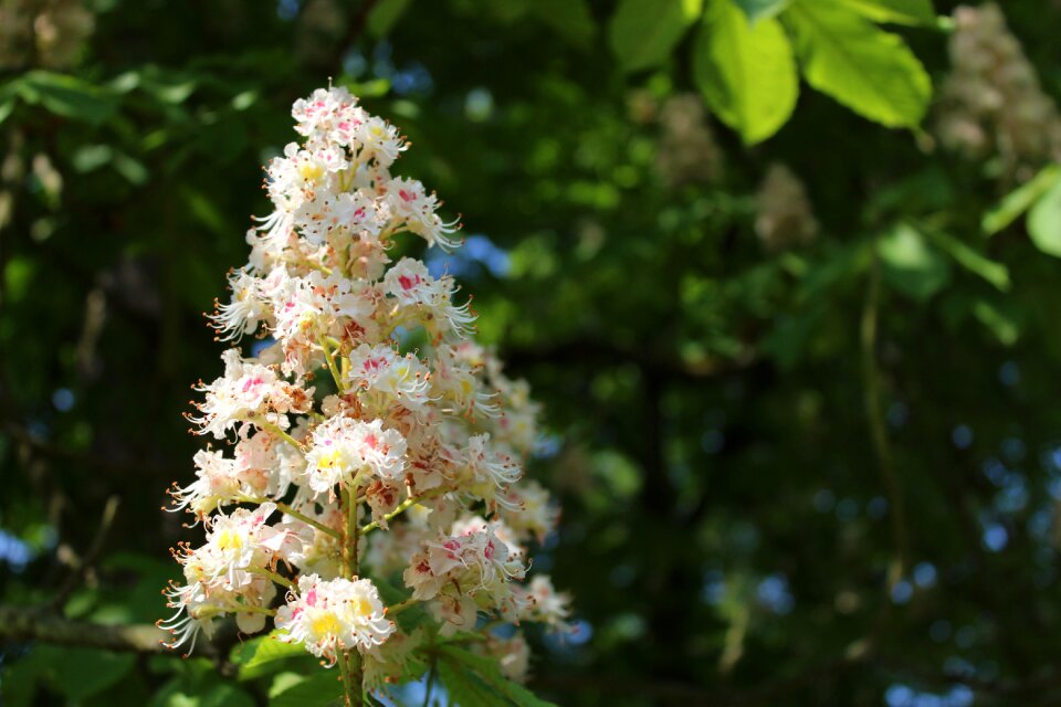 Full bloom flower close up