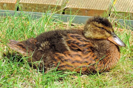 Cute duck small