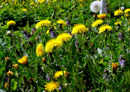 Flower plant common dandelion photo